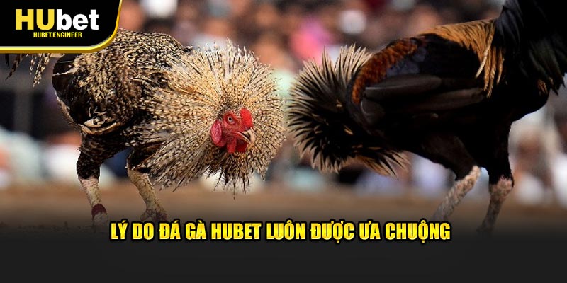 Lý do đá gà HUBET luôn được ưa chuộng