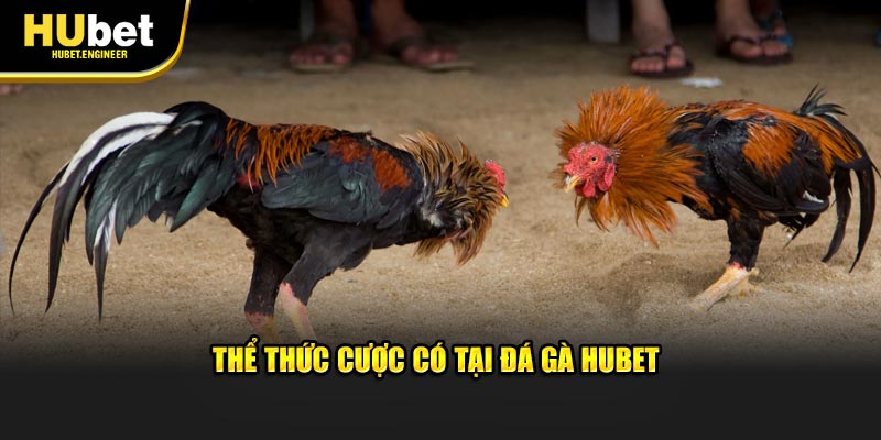 Thể thức cược có tại đá gà HUBET