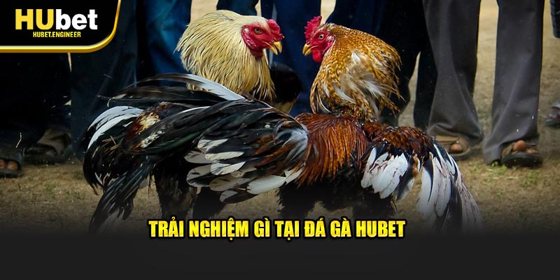 Trải nghiệm gì tại đá gà HUBET